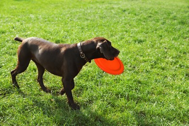 Cute German Shorthaired Pointer dog playing with flying disk in park