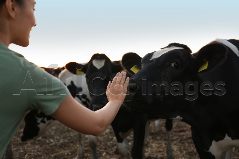 Young woman stroking cow on farm, closeup. Animal husbandry