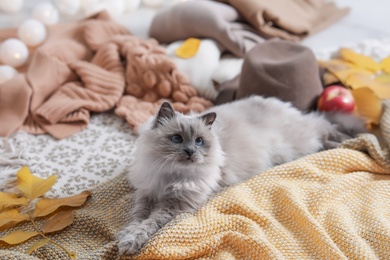 Photo of Cute cat with knitted blanket on floor at home. Warm and cozy winter