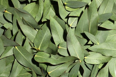 Photo of Many eucalyptus leaves as background, top view