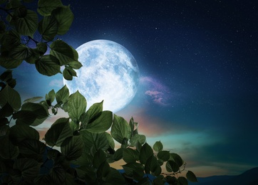Fantasy night. Tree branch and full moon in starry sky 