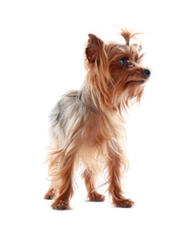 Photo of Adorable Yorkshire terrier on white background. Happy dog