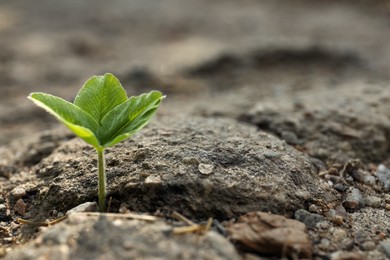 Green seedling growing in dry soil, space for text. Hope concept