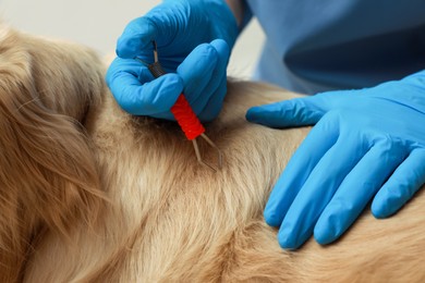 Veterinarian taking ticks off dog on blurred background, closeup