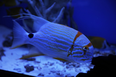 Beautiful angelfish swimming in clear toned blue aquarium