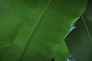 Photo of Fresh green banana plants growing outdoors, closeup. Tropical leaves