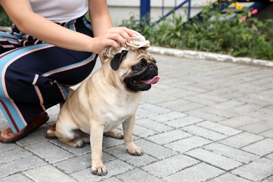 Owner helping her pug dog on street in hot day, closeup. Heat stroke prevention