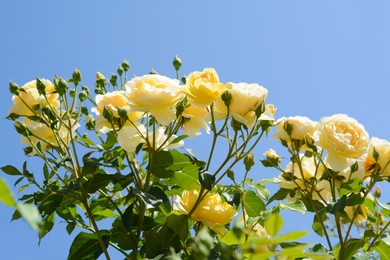 Beautiful yellow rose flowers blooming against blue sky, low angle view