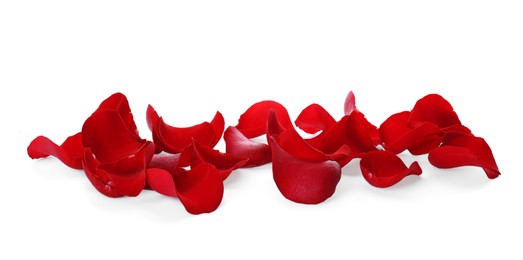 Photo of Fresh red rose petals on white background