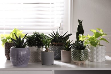 Beautiful potted houseplants on white table indoors
