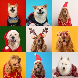 Cute dogs in Christmas sweaters, Santa hats, headband and party glasses on color backgrounds