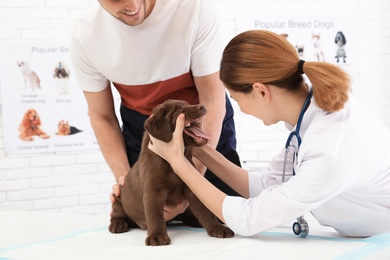 Man with his pet visiting veterinarian in clinic. Doc examining puppy's teeth