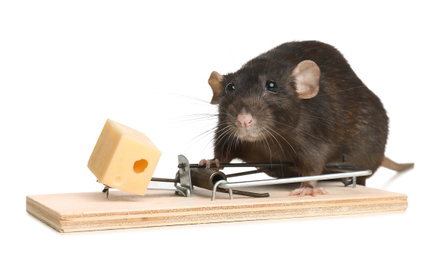 Rat and mousetrap with cheese on white background. Pest control