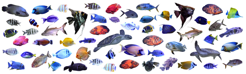 Collage of different tropical fishes on white background