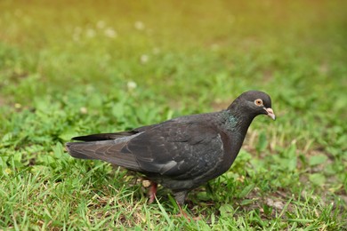 Beautiful dark dove on green grass outdoors