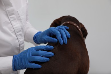 Photo of Veterinarian examining dog's skin for ticks in clinic, closeup