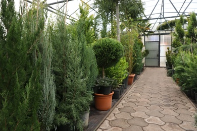 Potted coniferous plants at Christmas tree market