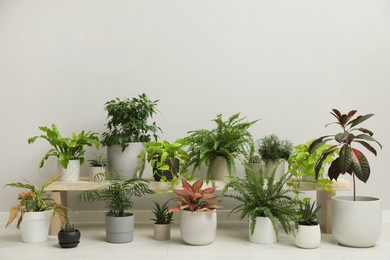 Photo of Many different houseplants near white wall in room