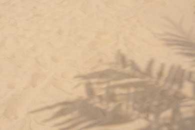 Shadows of tropical branches on beach sand. Space for text
