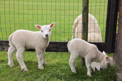 Photo of Cute white lambs near fence in farmyard