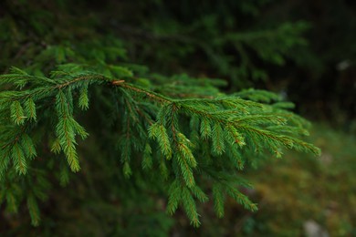 Green branch of beautiful conifer tree in forest, closeup