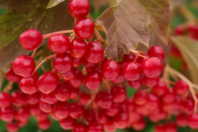 Photo of Beautiful viburnum shrub with ripe berries outdoors, closeup