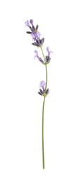 Beautiful fresh lavender flower isolated on white