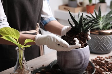 Photo of Woman transplanting Haworthia into pot at table indoors, closeup. House plant care