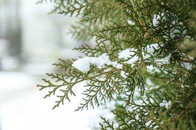 Photo of Thuja branches covered with fresh snow, closeup