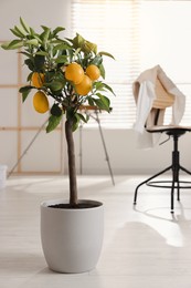 Idea for minimalist interior design. Small potted lemon tree with fruits indoors