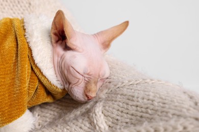 Photo of Cute Sphynx cat in warm sweater sleeping at home, closeup with space for text. Lovely pet