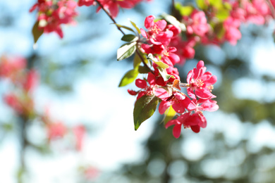Blossoming spring tree, pink flowers, closeup