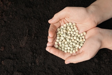 Woman holding pile of peas over soil, top view with space for text. Vegetable seeds planting