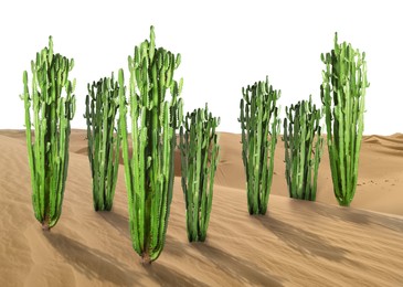 Beautiful big cactuses growing in sand on white background