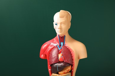 Human anatomy mannequin showing internal organs on green background
