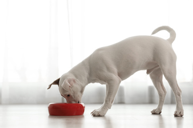 Photo of Cute Jack Russel Terrier eating indoors. Lovely dog