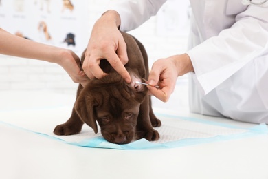 Professional veterinarian cleaning puppy's ears in clinic