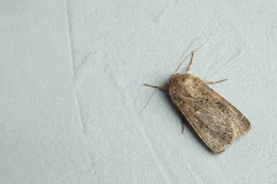 Paradrina clavipalpis moth on light grey textured background, top view. Space for text