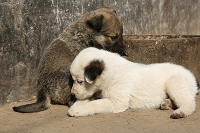 Stray puppies playing outdoors on sunny day. Baby animals
