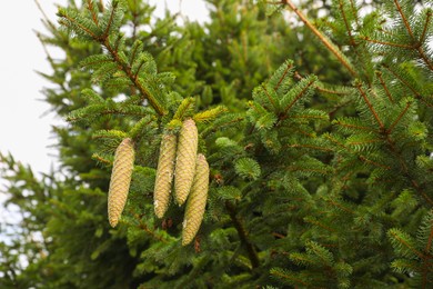 Beautiful fir tree with green cones outdoors
