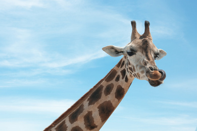 Photo of Closeup view of Rothschild giraffe at enclosure in zoo