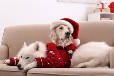 Cute dogs in warm sweaters on sofa at home. Christmas celebration