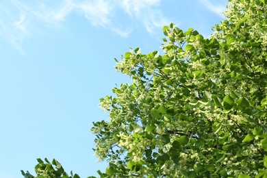 Photo of Beautiful linden tree with blossoms and green leaves against blue sky, low angle view. Space for text