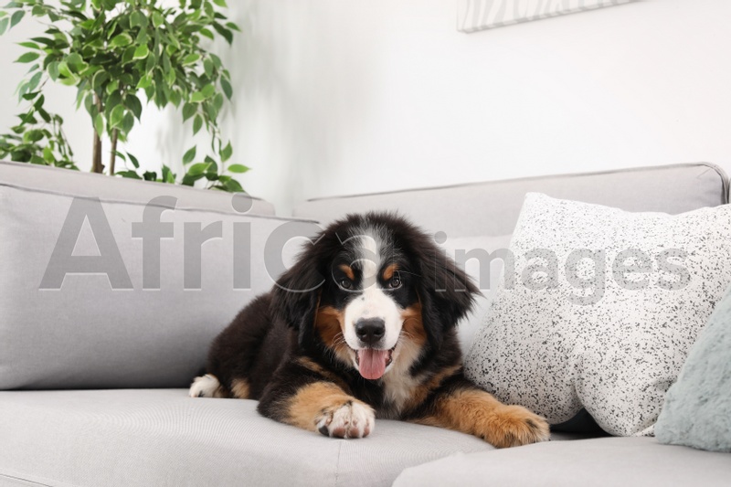 Photo of Adorable Bernese Mountain Dog puppy on sofa indoors