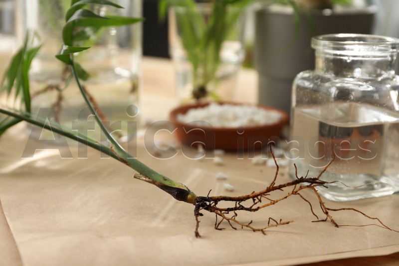 Photo of Root of exotic house plant on table, closeup
