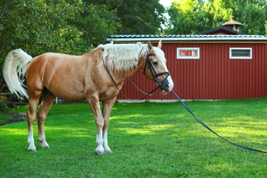 Palomino horse in bridle outdoors on sunny day