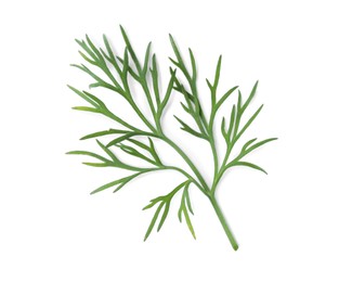 Sprig of fresh dill isolated on white, top view