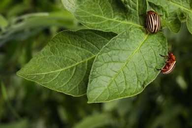Colorado potato beetles on green plant against blurred background, closeup