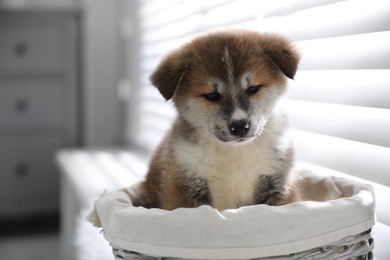 Cute Akita Inu puppy in wicker basket near window indoors