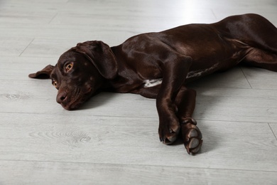 Cute German Shorthaired Pointer dog resting on warm floor. Heating system